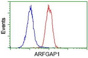 Image no. 12 for anti-ADP-Ribosylation Factor GTPase Activating Protein 1 (ARFGAP1) antibody (ABIN1496679)