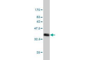 Western Blot detection against Immunogen (36.