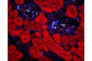 Expression of AQP1 in rat kidney - Immunohistochemical staining of paraffin-embedded rat kidney sections using Anti-Aquaporin 1-ATTO Fluor-594 Antibody (ABIN7042933), (1:100).