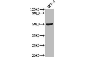 Western Blot Positive WB detected in: MCF-7 whole cell lysate All lanes: SLC52A3 antibody at 1:2000 Secondary Goat polyclonal to rabbit IgG at 1/50000 dilution Predicted band size: 51, 46 kDa Observed band size: 51 kDa (Solute Carrier Family 52 (Riboflavin Transporter), Member 3 (SLC52A3) (AA 159-220) 抗体)