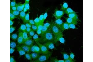 IF analysis of MEK2/MAP2K2 using anti-MEK2/MAP2K2 antibody (ABIN7599356).