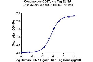 Immobilized Cynomolgus CD27, His Tag at 1 μg/mL (100 μL/well) on the plate.