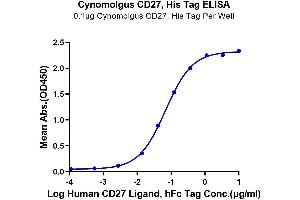 Immobilized Cynomolgus CD27, His Tag at 1 μg/mL (100 μL/well) on the plate. (CD27 Protein (AA 21-192) (His tag))