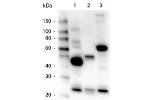 Image no. 1 for Goat anti-Human IgG (Whole Molecule) antibody (HRP) (ABIN300458) (山羊 anti-人 IgG (Whole Molecule) Antibody (HRP))
