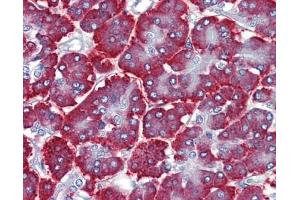 FEZF1 antibody was used for immunohistochemistry at a concentration of 4-8 ug/ml. (FEZF1 抗体  (C-Term))