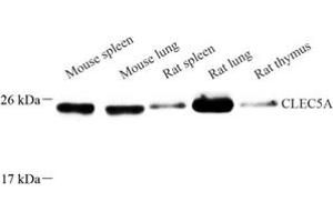 Western Blotting (WB) image for anti-C-Type Lectin Domain Family 5, Member A (CLEC5A) antibody (ABIN7073250)
