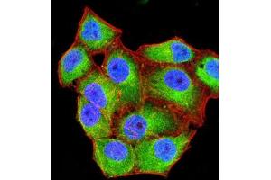 Immunofluorescence analysis of Hela cells using CD99 mouse mAb (green). (CD99 抗体  (AA 1-185))