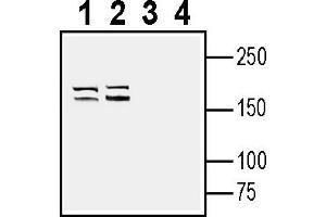 Western blot analysis of human MDA- breast adenocarcinoma cell line lysate (lanes 1 and 3) and human Jurkat T-cell leukemia cell line lysate (lanes 2 and 4):1-2.