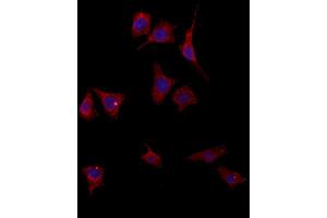 ABIN6264534 and ABIN6272895 staining HepG2 by IF/ICC.