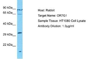 Host: Rabbit Target Name: OR7G1 Sample Type: HT1080 Whole Cell lysates Antibody Dilution: 1. (OR7G1 抗体  (C-Term))