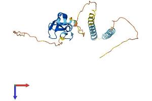 Ring Finger Protein 186 (RNF186) (AA 1-227) protein (His tag)