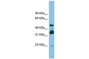Image no. 1 for anti-G protein beta subunit-like (GBL) (C-Term) antibody (ABIN6745186) (GBL 抗体  (C-Term))