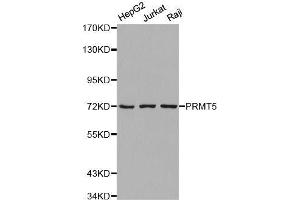 Western blot analysis of extracts of various cell lines, using PRMT5 antibody. (PRMT5 抗体  (C-Term))