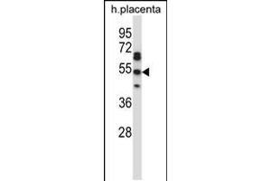 Western blot analysis in human placenta tissue lysates (35ug/lane). (TEAD2 抗体  (AA 267-295))