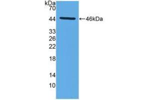 Western blot analysis of recombinant Mouse MMP14. (MMP14 抗体  (AA 121-487))