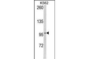 Western blot analysis of LPIN2 Antibody in K562 cell line lysates (35ug/lane)(2ug/ml) (Lipin 2 抗体  (AA 262-288))