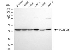 Western blotting analysis using PLEKHA1 antibody (ABIN7799851).