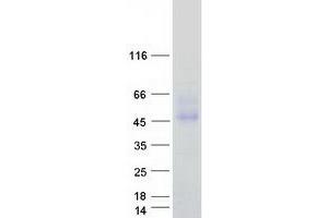 Western Blotting (WB) image for Fc Fragment of IgA, Receptor For (FCAR) (Transcript Variant 1) protein (Myc-DYKDDDDK Tag) (ABIN2713805)