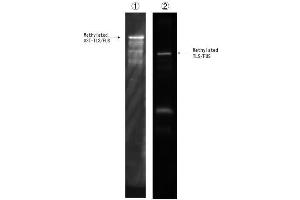 Lane1:Recombinant GST-TLS/FUS methylated using PRMT1 in the presence of SAM (20 M) in vitro. (TLS/FUS (2meArg216 (asymetric)), (2meArg218 (asymetric)) 抗体)