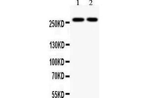 Western Blotting (WB) image for anti-E1A Binding Protein P300 (EP300) (AA 2065-2414) antibody (ABIN3042372) (p300 抗体  (AA 2065-2414))