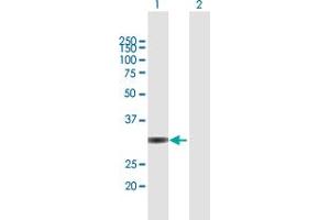 Western Blot analysis of UNKL expression in transfected 293T cell line by UNKL MaxPab polyclonal antibody.
