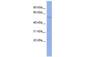 WB Suggested Anti-PTBP2 Antibody Titration:  0. (PTBP2 抗体  (N-Term))