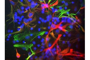 Mixed cultures of neonatal rat neurons and glia stained with ABIN1580439 (red), chicken antibody to vimentin CPCA-Vim (green) and DNA (DAPI stain, blue). (Nestin 抗体)
