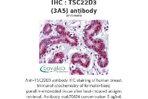 Image no. 1 for anti-TSC22 Domain Family, Member 3 (TSC22D3) (AA 1-98) antibody (ABIN1723461) (TSC22D3 抗体  (AA 1-98))