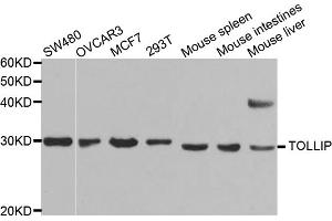 Western blot analysis of extracts of various cell lines, using TOLLIP antibody. (TOLLIP 抗体)