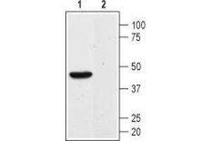 Western blot analysis of mouse kidney membranes:1.