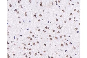 Immunohistochemistry analysis of paraffin-embedded mouse brain using c-Fos Monoclonal Antibody at dilution of 1:1000. (c-FOS 抗体)