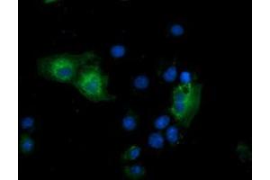 Anti-GSPT2 mouse monoclonal antibody (ABIN2454693) immunofluorescent staining of COS7 cells transiently transfected by pCMV6-ENTRY GSPT2 (RC206259). (GSPT2 抗体)