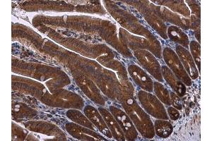 IHC-P Image RPS3 antibody detects RPS3 protein at cytoplasm in mouse intestine by immunohistochemical analysis. (RPS3 抗体)
