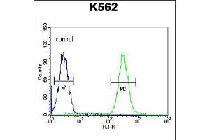 Flow cytometric analysis of K562 cells (right histogram) compared to a negative control cell (left histogram). (TNFAIP8 抗体  (N-Term))
