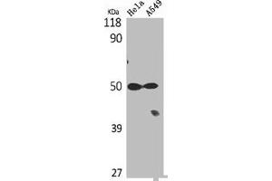 Western Blot analysis of Hela A549 cells using Tubulin α Polyclonal Antibody (TUBA1B 抗体  (C-Term))