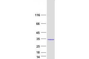 Western Blotting (WB) image for Dual Specificity Phosphatase 13 (DUSP13) (Transcript Variant 2) protein (Myc-DYKDDDDK Tag) (ABIN2719811)