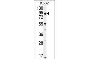 KLRAQ1 Antibody (Center) (ABIN655120 and ABIN2844751) western blot analysis in K562 cell line lysates (35 μg/lane). (KLRAQ1 抗体  (AA 207-236))