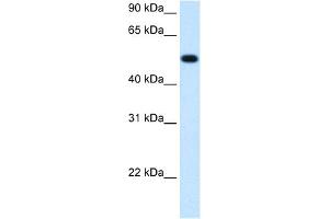 WB Suggested Anti-BHMT Antibody  Titration: 1. (BHMT 抗体  (C-Term))
