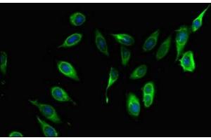Immunofluorescent analysis of Hela cells using ABIN7148277 at dilution of 1:100 and Alexa Fluor 488-congugated AffiniPure Goat Anti-Rabbit IgG(H+L) (COL4A3BP 抗体  (AA 201-500))