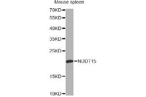 Western blot analysis of extracts of mouse spleen, using NUDT15 antibody. (NUDT15 抗体)