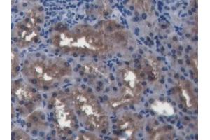 DAB staining on IHC-P; Samples: Porcine Kidney Tissue (BMP4 抗体  (AA 25-201))