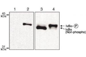 IκBα phospho Ser32,36 mAb tested by Western blot. (NFKBIA 抗体)