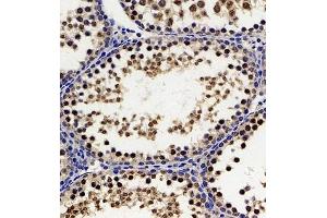 Immunohistochemistry of paraffin embedded rat testis using Hes2 (ABIN7074158) at dilution of 1:200 (300x lens)