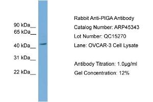WB Suggested Anti-PIGA  Antibody Titration: 0. (PIGA 抗体  (Middle Region))