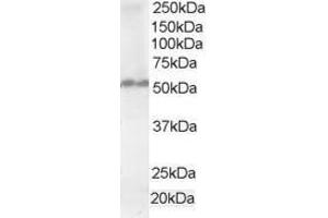 Image no. 1 for anti-Fas Associated Factor Family Member 2 (FAF2) (AA 433-445) antibody (ABIN292043) (FAF2 抗体  (AA 433-445))