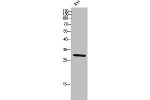 Western Blot analysis of rat cells using PHAPI2 Polyclonal Antibody (ANP32B 抗体  (N-Term))