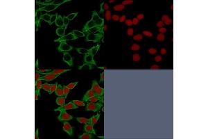 Immunofluorescence (IF) image for anti-Spectrin, Beta, Non-erythrocytic 2 (SPTBN2) (AA 356-475) antibody (ABIN6940652)