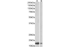 Antibody (0. (SNCA 抗体  (Internal Region))