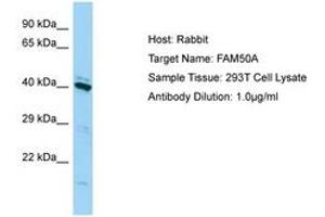 Image no. 1 for anti-Family with Sequence Similarity 50, Member A (FAM50A) (C-Term) antibody (ABIN6750182) (FAM50A 抗体  (C-Term))