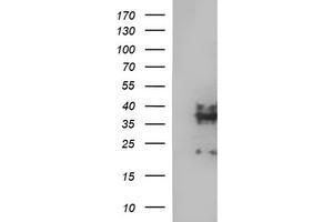 Image no. 4 for anti-Synaptophysin (SYP) antibody (ABIN1501259) (Synaptophysin 抗体)
